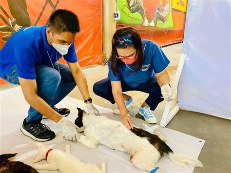 Pasig City kicks off Rabies Awareness Month with free spay.